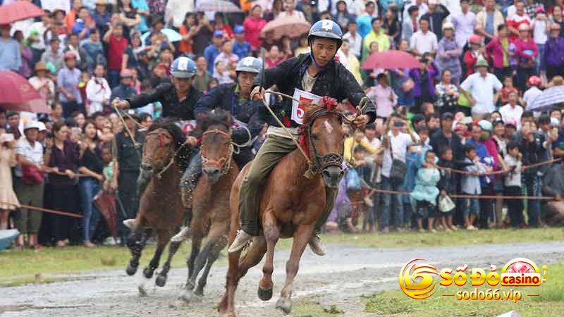 Vì sao cá cược đua ngựa Sodo66 lại được quan tâm như vậy?